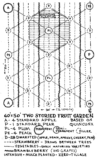 
A recommended layout for a home orchard.
